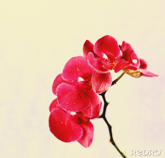 Fotobehang Roze orchideeën op pastelkleurige achtergrond