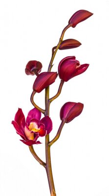 Fotobehang Roze orchideeën uit de tuin