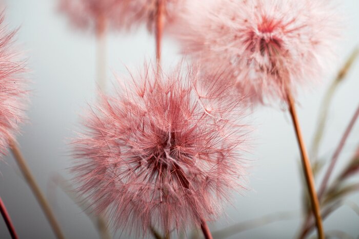 Fotobehang Roze paardebloemen close-up