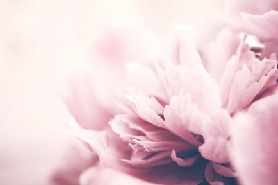 Fotobehang Roze pioen bloemen