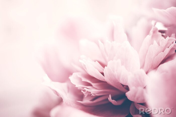 Fotobehang Roze pioen bloemen