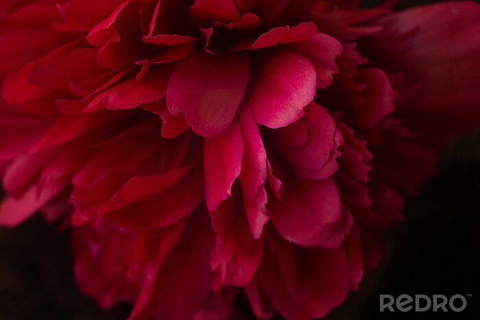Fotobehang Roze pioen in close-up