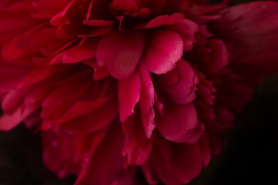 Fotobehang Roze pioen in close-up