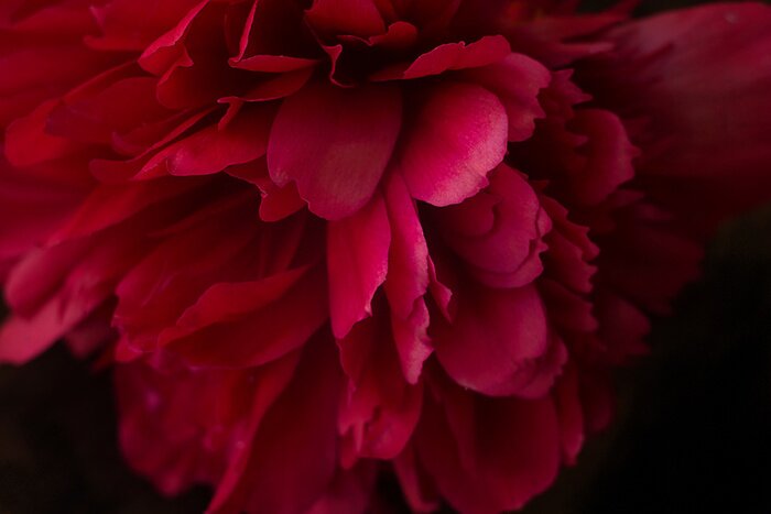 Fotobehang Roze pioen in close-up