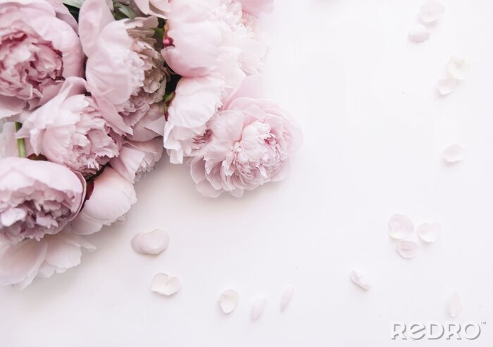 Fotobehang Roze pioenen en bloemblaadjes