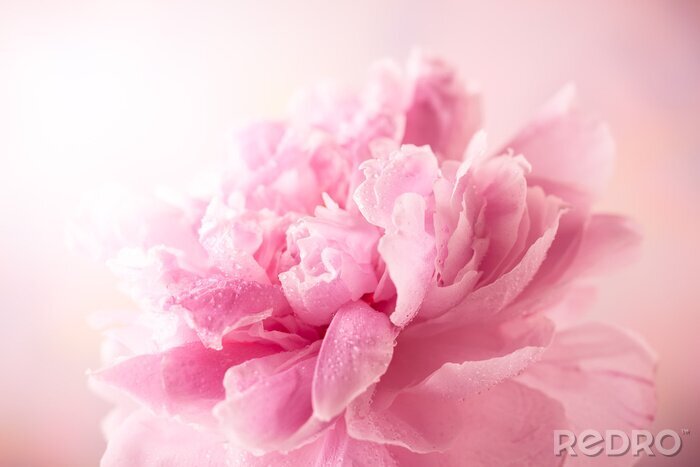 Fotobehang Roze pioenroos