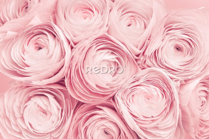 Fotobehang Roze pioenroos bloemen met delicate bloemblaadjes