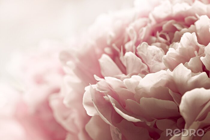 Fotobehang Roze pioenroos in macro close-up