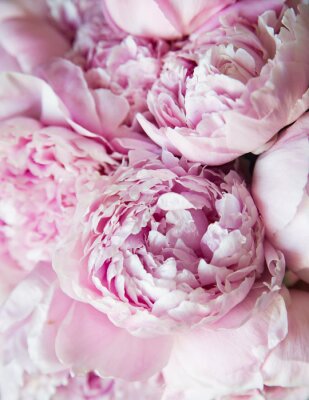 Roze pioenrozen close-up op delicate bloemblaadjes