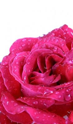 Fotobehang Roze roos in dauwdruppels