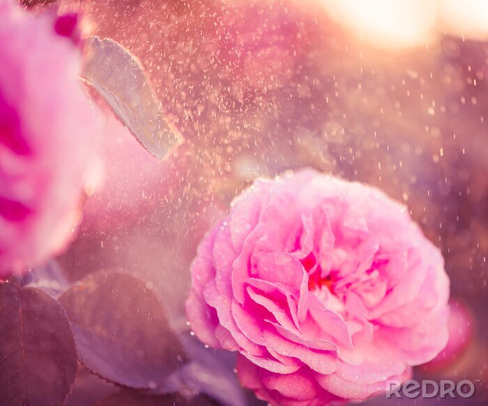 Fotobehang Roze roos in de regen