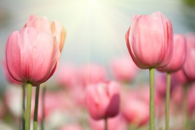 Fotobehang Roze sensuele tulpen