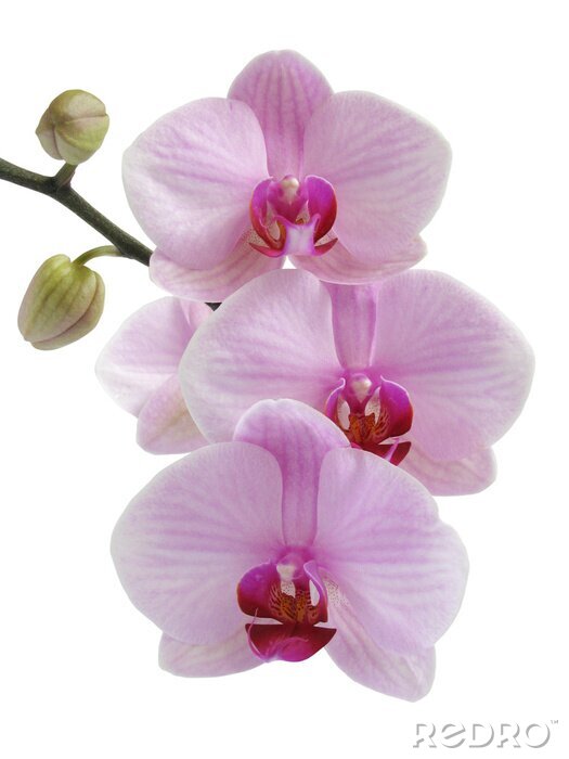 Fotobehang Roze takje bloemen