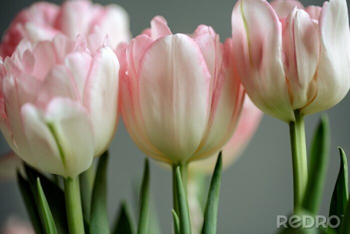 Fotobehang Roze tulpen