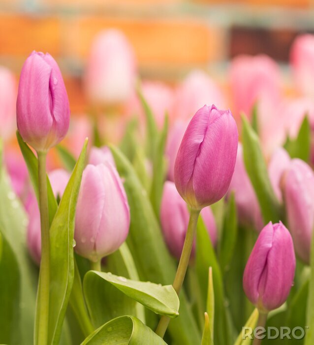 Fotobehang Roze tulpen en groene bladeren