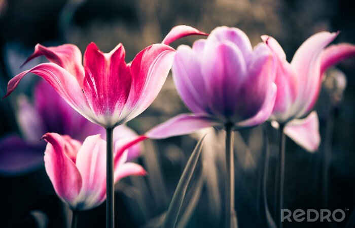 Fotobehang Roze tulpen groeien in de tuin