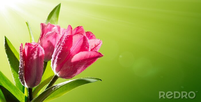 Fotobehang Roze tulpen in de stralen van de zon