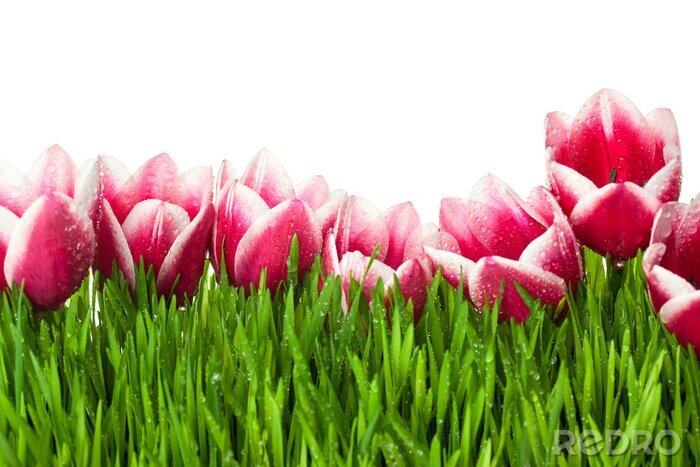 Fotobehang Roze tulpen in het gras