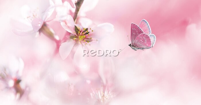 Fotobehang Roze vlinder op achtergrond van een amandelboompje