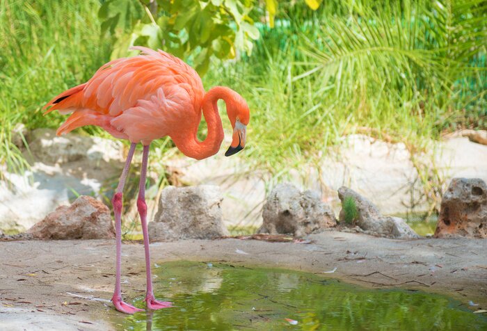 Fotobehang Roze vogel in een ren