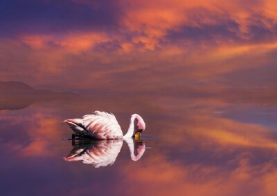 Roze vogel op het water