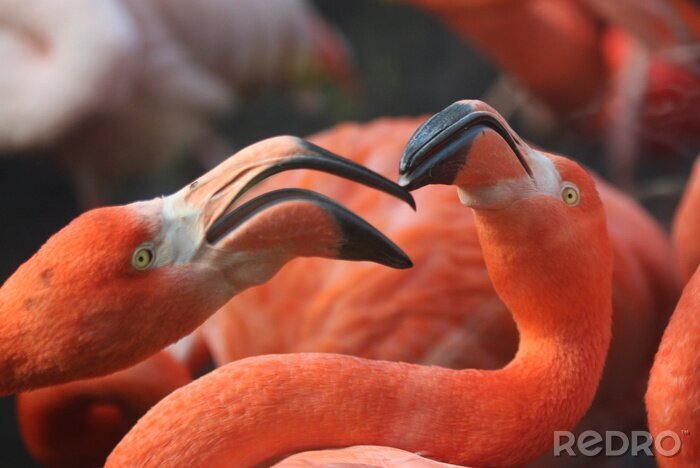 Fotobehang Roze vogels in een dierentuin