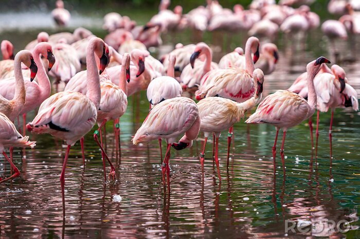 Fotobehang Roze vogels in het water