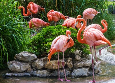 Roze vogels in Portugese dierentuin