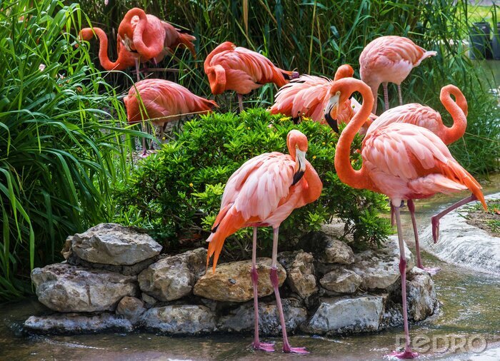 Fotobehang Roze vogels in Portugese dierentuin