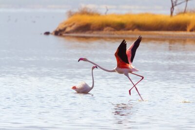 Fotobehang Roze vogels op de achtergrond van een eiland