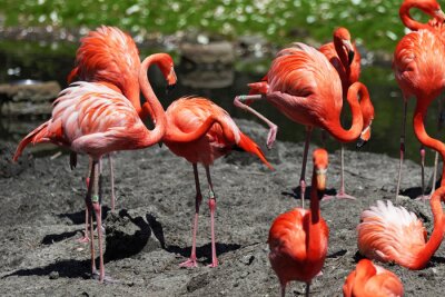 Fotobehang Roze vogels op de stenen