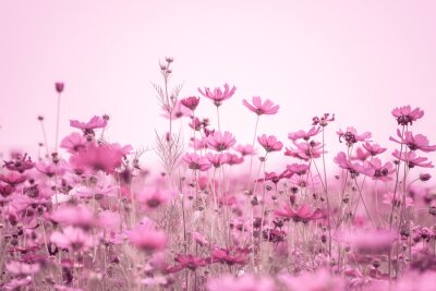 Fotobehang Roze wilde bloemen in de ochtend