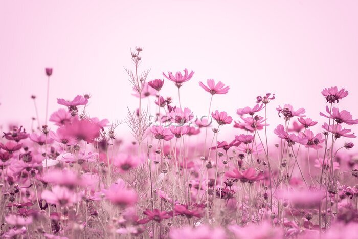 Fotobehang Roze wilde bloemen in de ochtend