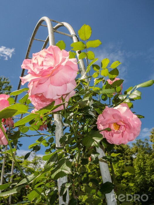 Fotobehang Roze wilde rozen