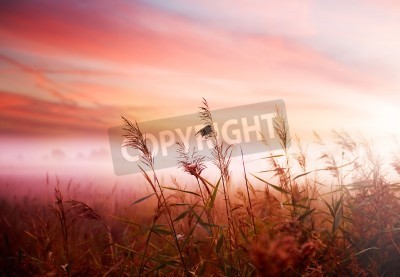 Fotobehang Roze zonsopgang op een veld