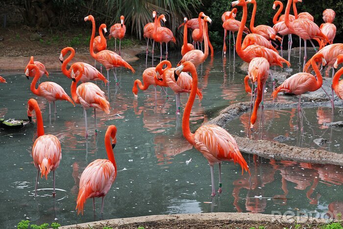 Fotobehang Roze zwerm vogels