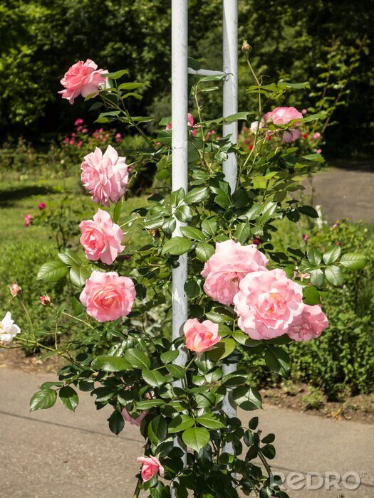 Fotobehang Rozen aan een struik