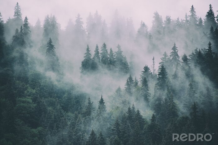 Fotobehang Rozige mist boven een bos