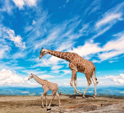 Fotobehang Ruimtelijke foto met giraffen