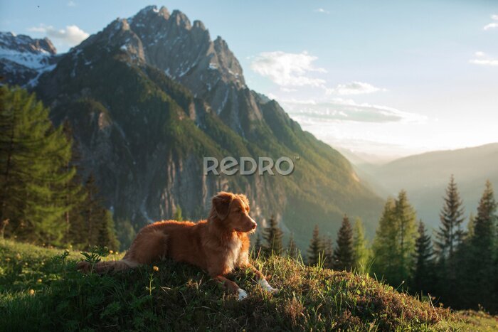 Fotobehang Rustende hond met berglandschap op de achtergrond