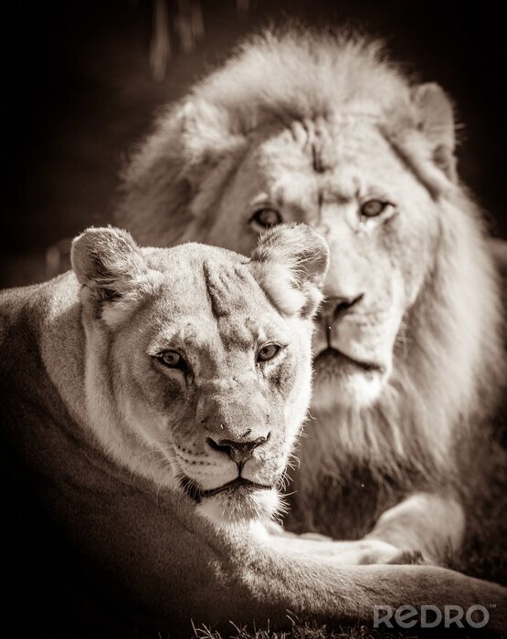 Fotobehang Rustende leeuw en leeuwin