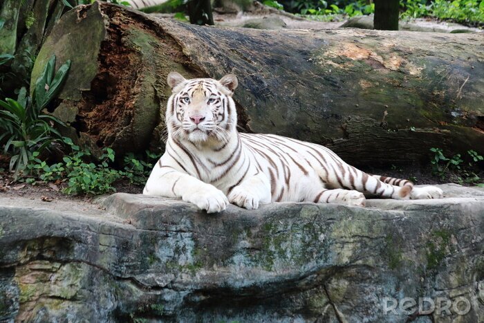 Fotobehang Rustende tijger op een steen