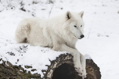 Rustende witte wolf in de sneeuw