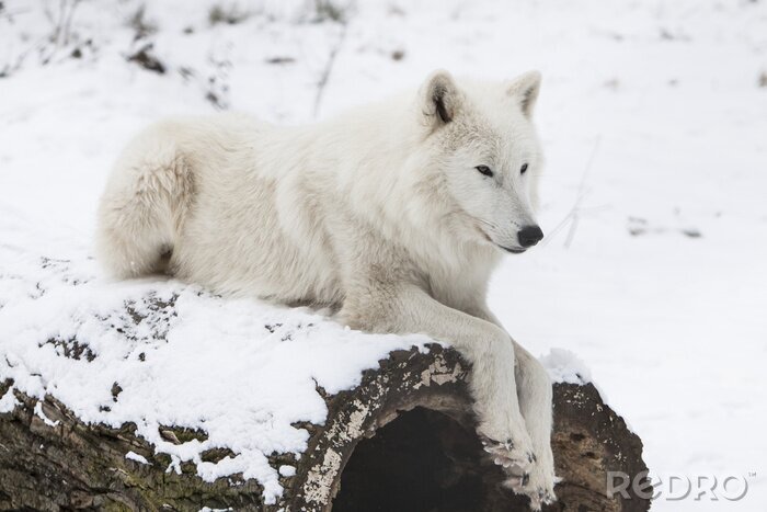 Fotobehang Rustende witte wolf in de sneeuw
