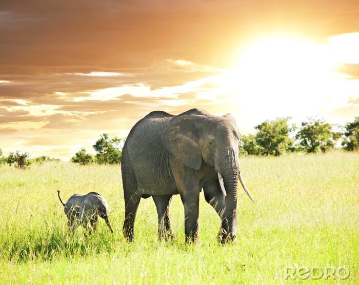 Fotobehang Safari dieren