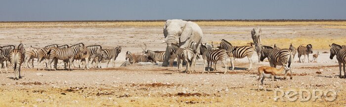 Fotobehang Safaridieren op een warme dag