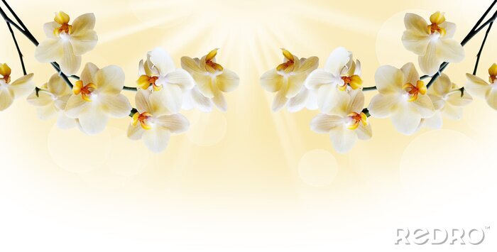 Fotobehang Samenstelling van gele orchideeën