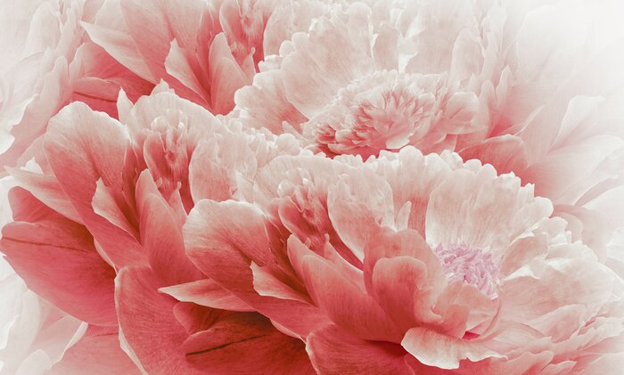 Fotobehang Samenstelling van rode pioenrozen