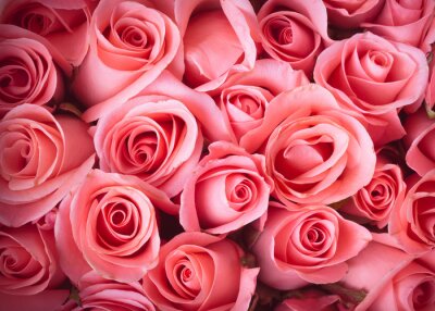 Fotobehang Samenstelling van roze rozen
