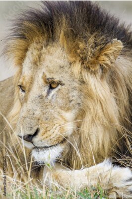 Fotobehang Savannah leeuw met zwarte manen en gouden ogen